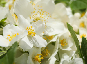 Zovu ga MIRISOM SREĆE, ovaj cvet smanjuje napetost i popravlja raspoloženje: Evo zašto treba da ga imate u kući