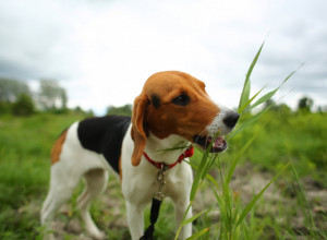 Evo zašto vaš PAS jede TRAVU u šetnji – veterinari otkrivaju prave razloge!
