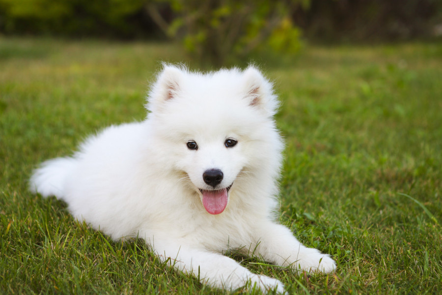 Frost je prvi put probao limun, a reakcijom je raznežio hiljade ljudi (VIDEO)