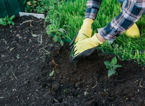 Ove 3 BILJKE treba da posadite baš u NOVEMBRU: Dočekajte proleće uz punu baštu