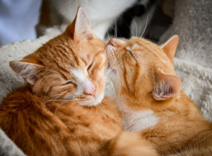 Porodica je tugovala zbog gubitka MAČKE, a onda se dogodilo ČUDO - priča koja je mnoge rasplakala