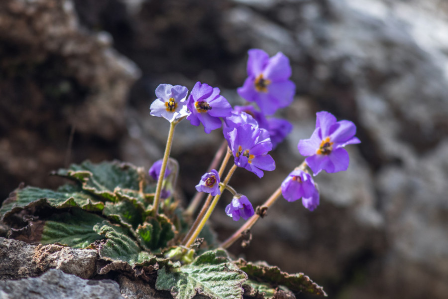 Ovaj čudesan CVET nosi moćnu simboliku i PORUKU za Srbe, posebno na današnji dan