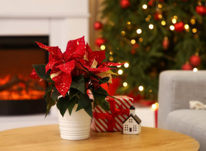 Ova biljka je KRALJICA PRAZNIKA: Za sreću i blagostanje doma, evo gde je najbolje postaviti