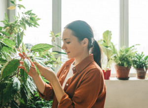 Svaka sobna biljka vam propada: Uz ovih 5 saveta imaćete pravu zelenu oazu u svom domu