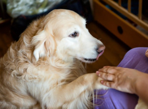 ZLATNI RETRIVER je prišao novorođenčetu, a onda se desilo nešto što niko nije očekivao - internet je eksplodirao (VIDEO)