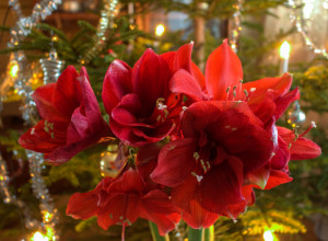 Ove biljke prkose zimi i pretvaraju vaš dom u CVETNU OAZU: Neku od ove 4 morate imati!