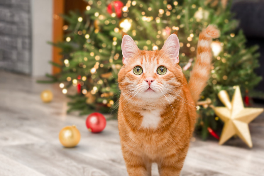 Novogodišnje jelke mogu da budu OPASNE ZA MAČKE: Evo kako sprečiti trovanje i povrede