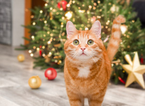Novogodišnje jelke mogu da budu OPASNE ZA MAČKE: Evo kako sprečiti trovanje i povrede
