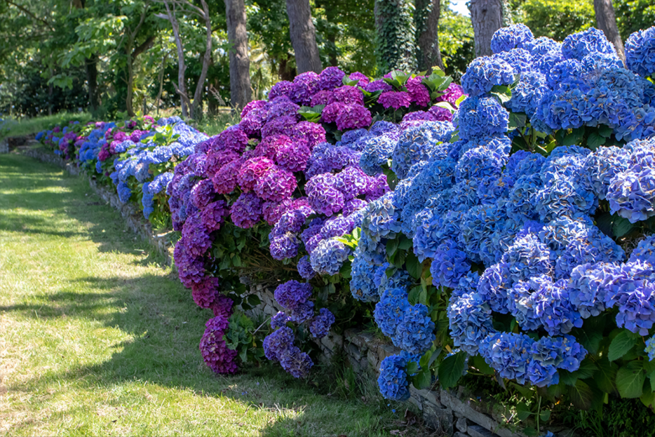 Uradite ovo tokom decembra i hortenzije će na proleće procvetati jače nego ikad