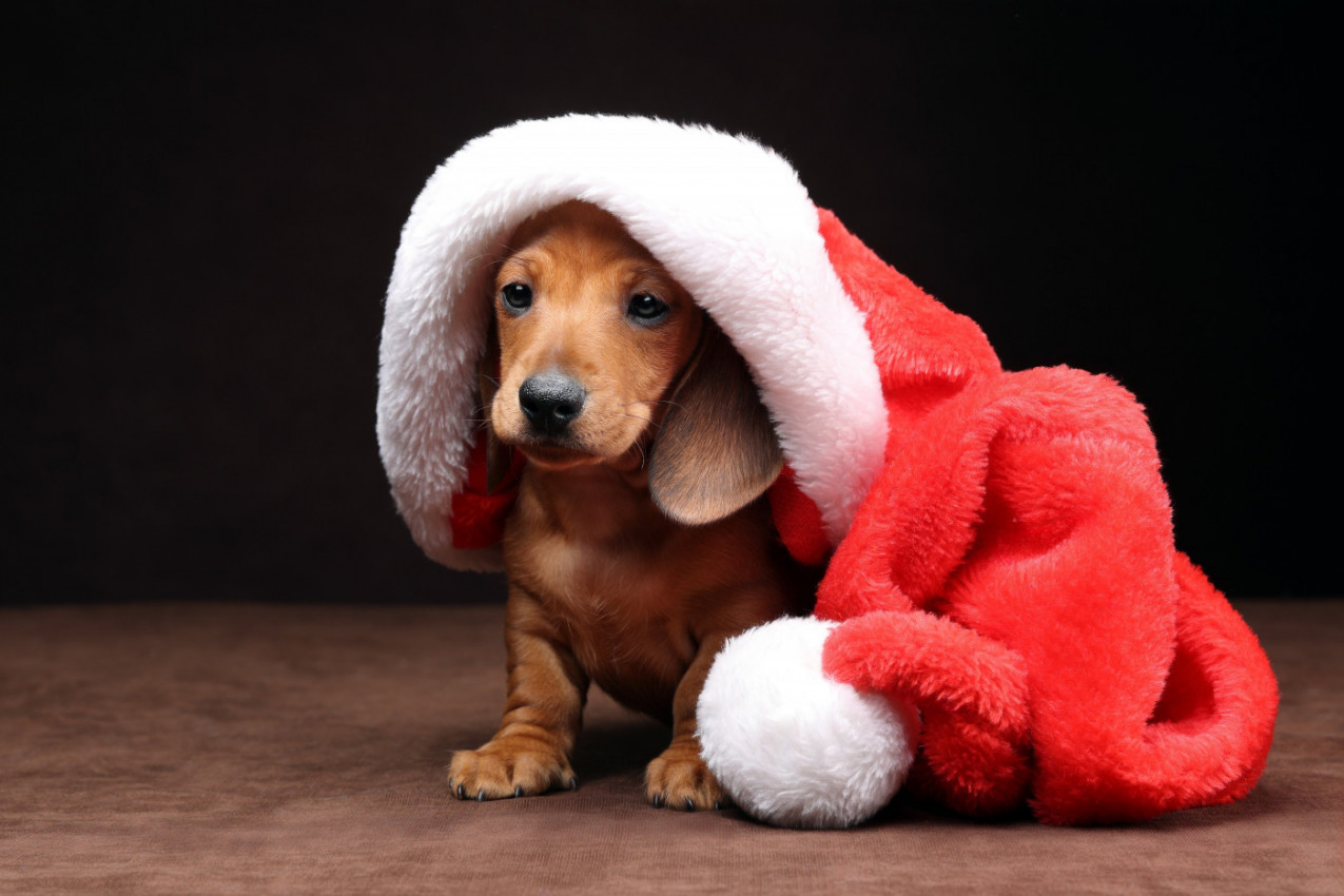 Želela je da se njen PAS slika sa DEDA MRAZOM: Kada mu ga je stavila u krilo, nastupio je šou! (VIDEO)