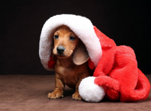 Želela je da se njen PAS slika sa DEDA MRAZOM: Kada mu ga je stavila u krilo, nastupio je šou! (VIDEO)