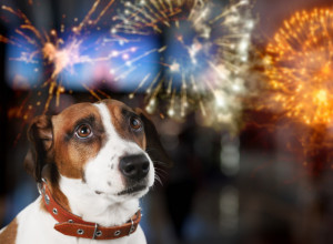 Kako da ZAŠTITITE LJUBIMCE tokom sezone vatrometa: Ne čekajte novogodišnju noć, tada može da bude prekasno!