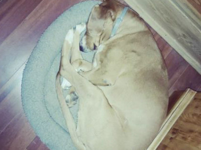 Slike Vuka Kostića iz vikendice 