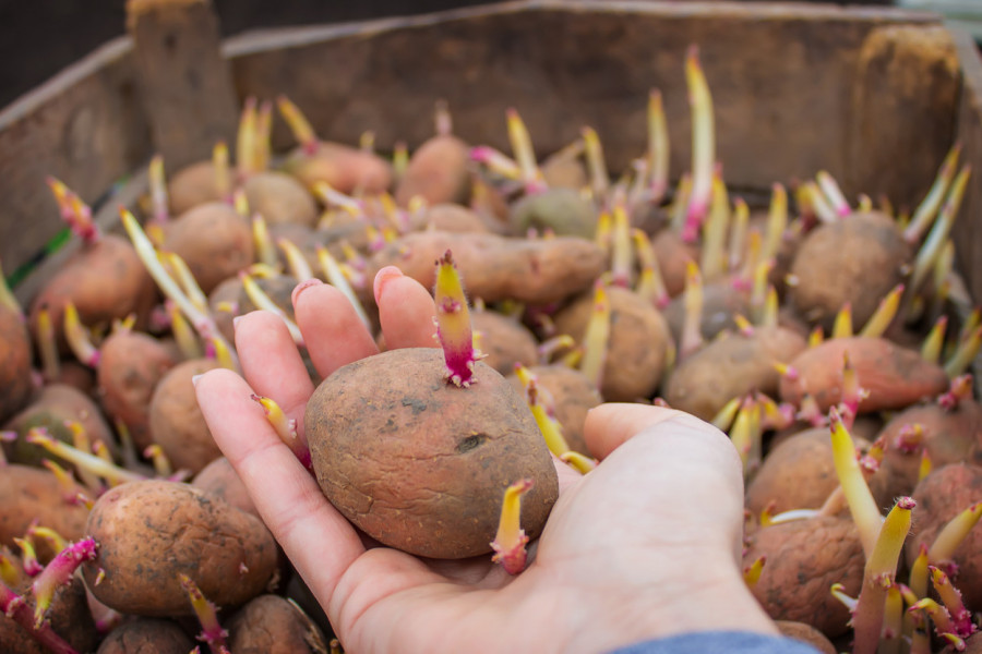 Ko ovako čuva krompir, baca pola kese: Samo jedan trik dovoljan je da traje mesecima
