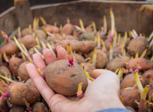 Ko ovako čuva krompir, baca pola kese: Samo jedan trik dovoljan je da traje mesecima