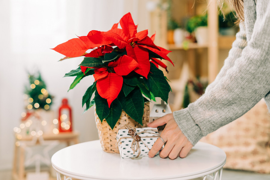 Kako da božićna zvezda traje što duže: Ne bacajte ovu divnu biljku, već poslušajte savete stručnjaka