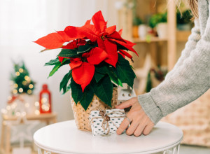 Kako da božićna zvezda traje što duže: Ne bacajte ovu divnu biljku, već poslušajte savete stručnjaka