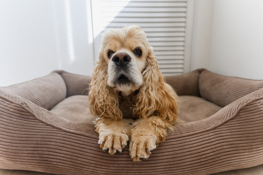 STARI PAS je gledao svoja posla: Njegova REAKCIJA nasmejala je milione, kada se u trenu pojavilo razigrano štene (VIDEO)