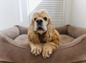 STARI PAS je gledao svoja posla: Njegova REAKCIJA nasmejala je milione, kada se u trenu pojavilo razigrano štene (VIDEO)