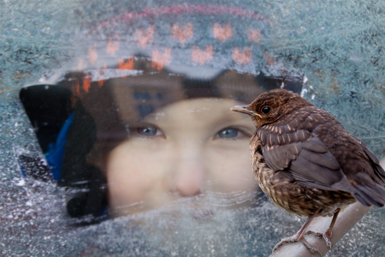 PTICE vam često sleću na PROZOR: Ovo nije nimalo slučajno, obratite pažnju i da li je golub ili vrabac!