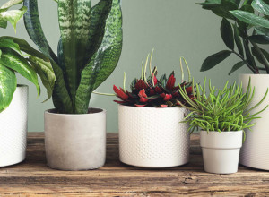 7 sobnih BILJAKA koje mogu da rastu i u prostorijama BEZ prirodnog SVETLA