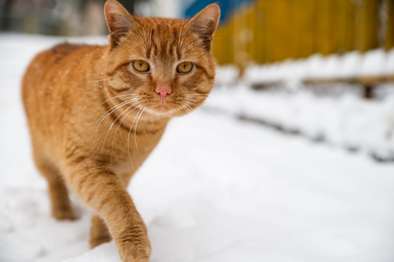 Veterinar upozorava: Ovo je TEMPERATURA koja je opasno NISKA za MAČKE napolju