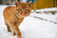 Veterinar upozorava: Ovo je TEMPERATURA koja je opasno NISKA za MAČKE napolju