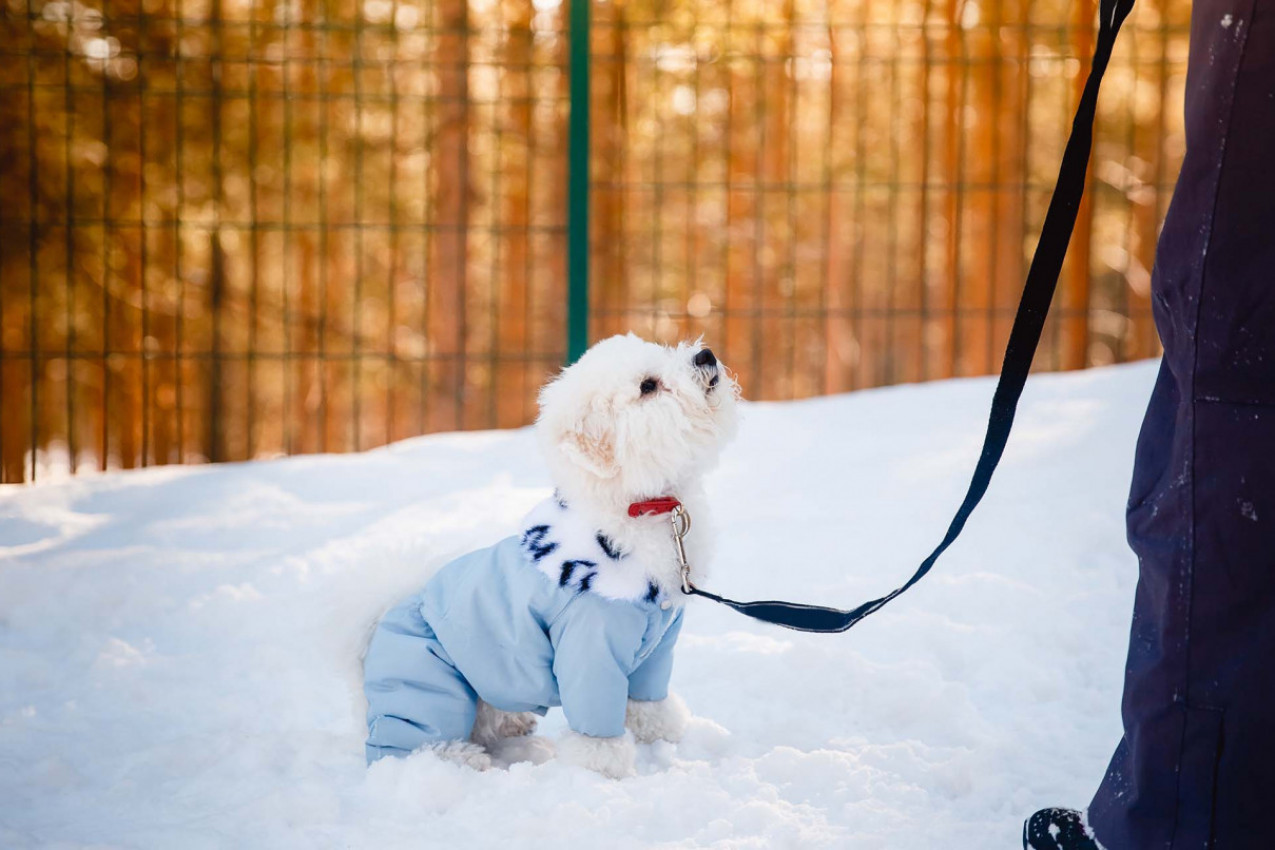 Kako da zaštitite svog ljubimca po hladnoći: Jedna stvar je najvažnija