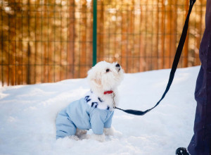 Kako da zaštitite svog ljubimca po hladnoći: Jedna stvar je najvažnija