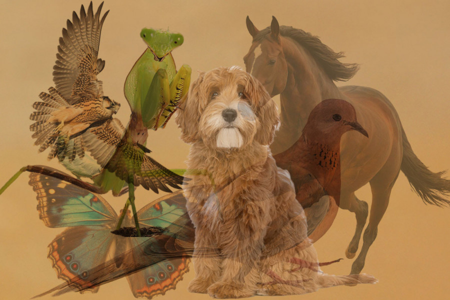 Soko golubica, pas, bogomoljka: Životinja koju prvo ugledate OTKRIVA šta vas očekuje u 2026. godini