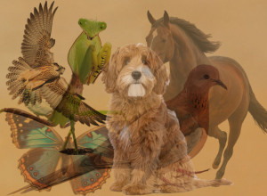 Soko golubica, pas, bogomoljka: Životinja koju prvo ugledate OTKRIVA šta vas očekuje u 2026. godini