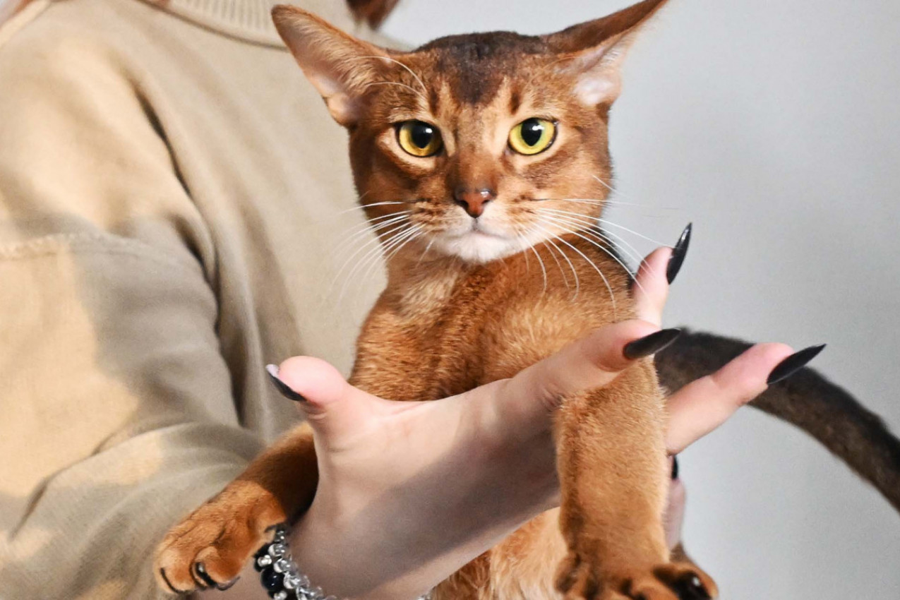 Darlen je zvanično najlepša MAČKA na svetu: Ruski gospodin koji je osvojio sudije