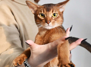 Darlen je zvanično najlepša MAČKA na svetu: Ruski gospodin koji je osvojio sudije