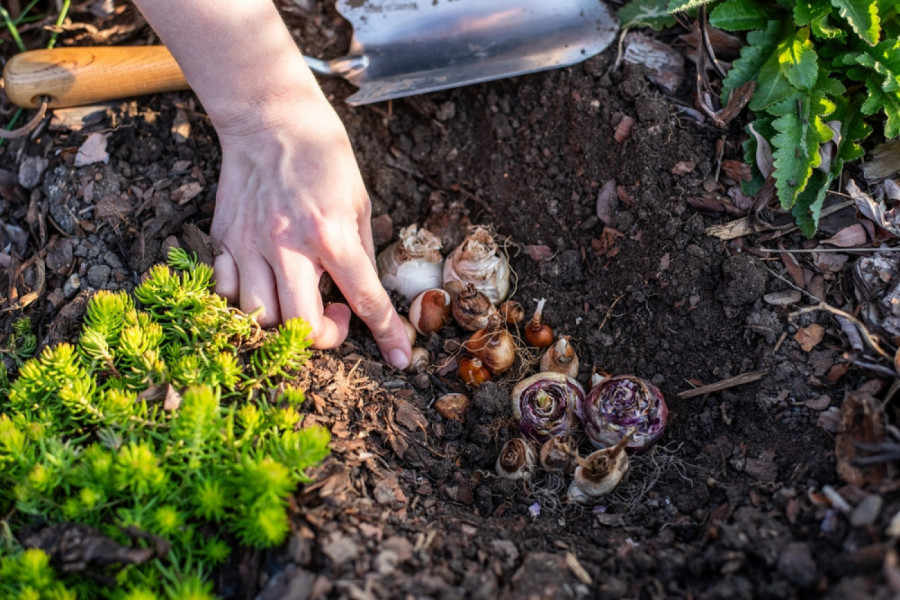 Zima nije prepreka: Ove 4 VRSTE POVRĆA baš treba da posadite u najhladnijim mesecima!