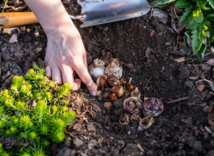 Zima nije prepreka: Ove 4 VRSTE POVRĆA baš treba da posadite u najhladnijim mesecima!