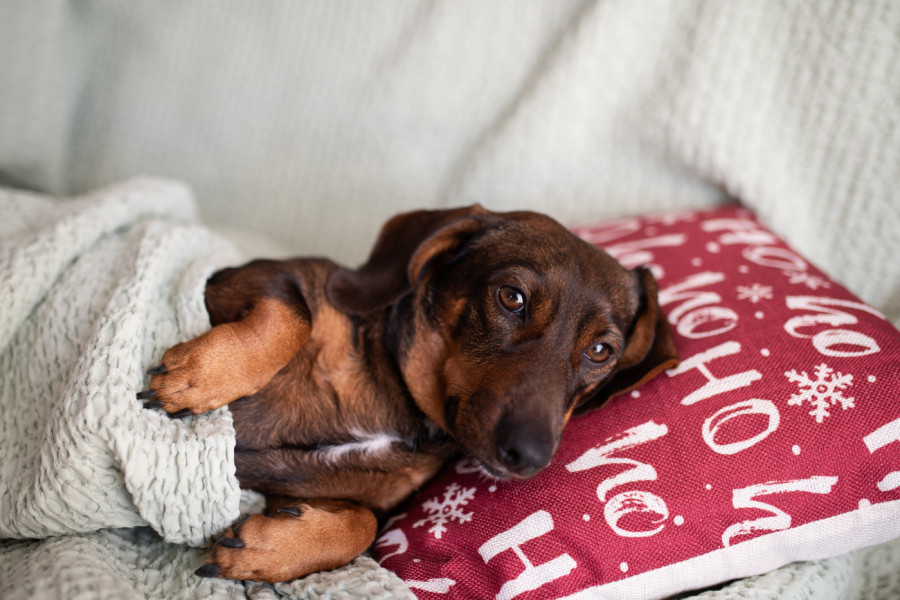 Svi su se smejali jazavičaru sa trbušnjacima, a onda se oglasio veterinar: Stručnjak objasnio šta se zapravo dešava