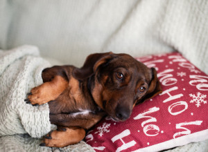 Svi su se smejali jazavičaru sa trbušnjacima, a onda se oglasio veterinar: Stručnjak objasnio šta se zapravo dešava