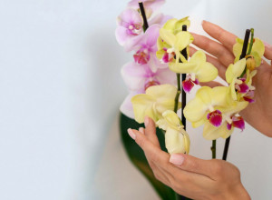 Kako da orhideje cvetaju i izgledaju raskošno: Ovako se pravilno "hrane" i održavaju