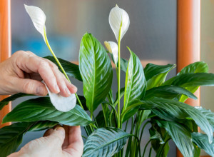 Savet stručnjaka: Mirni ljiljan će stalno CVETATI samo ako uradite jednu stvar