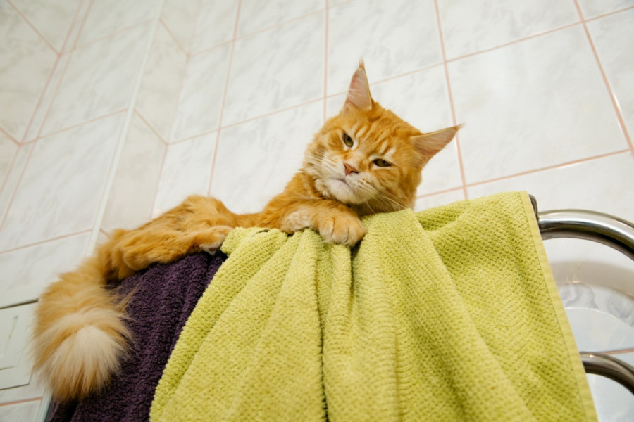 U stanu je zavladala neobična tišina, a onda je ušla u kupatilo: Prizor dve mačke NASMEJAO je MILIONE! (VIDEO)