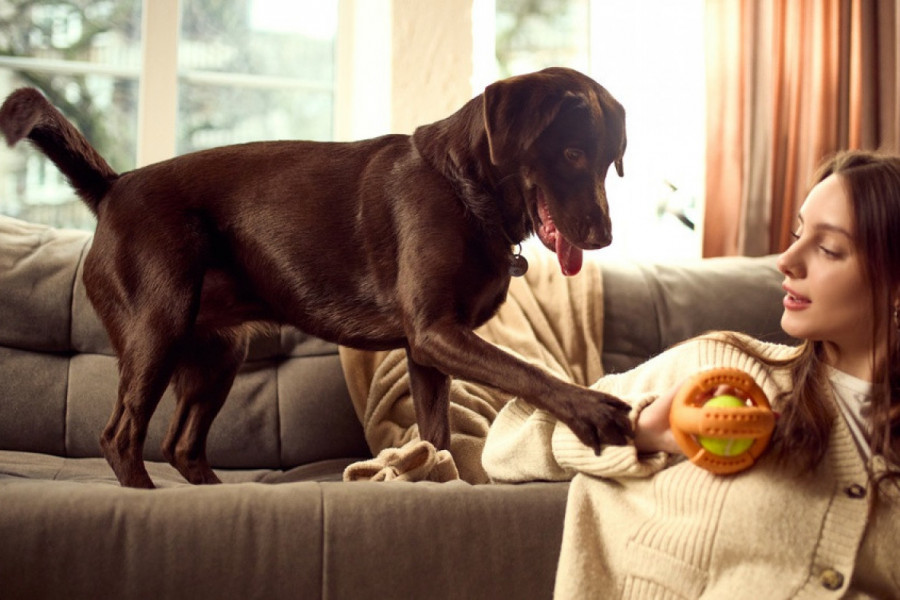 Šta znači kada vas pas dodiruje šapom: Nije uvek u pitanju privrženost, možda je signal za pomoć