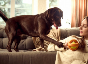 Šta znači kada vas pas dodiruje šapom: Nije uvek u pitanju privrženost, možda je signal za pomoć