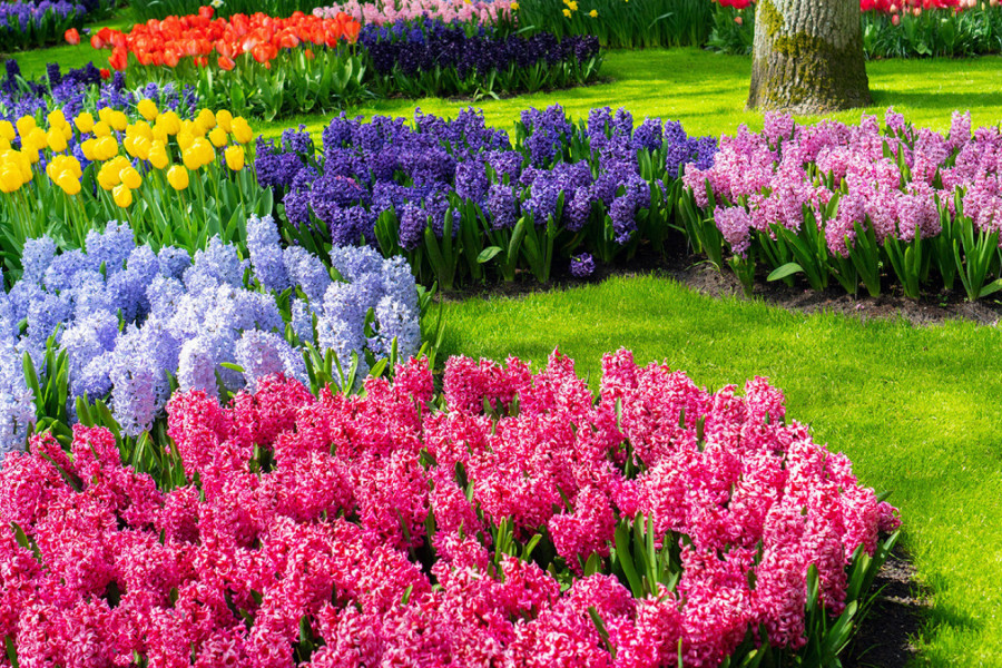 Želite li ovakvu BAŠTU na proleće? Ako ovo uradite U FEBRUARU, imaćete najlepše dvorište - jedan trik menja sve!