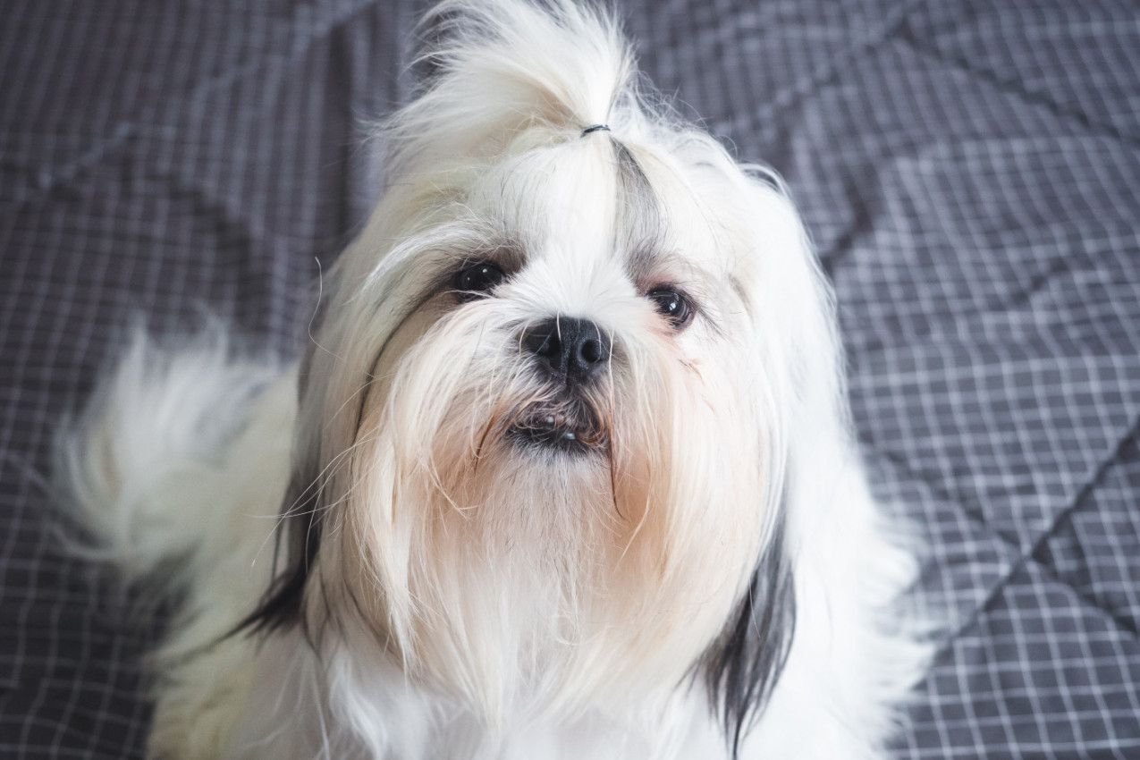 PAS je uporno odbijao hranu, a onda je vlasnik izgovorio MAGIČNU REČ koja je promenila sve - niko ne veruje šta gleda! (VIDEO)