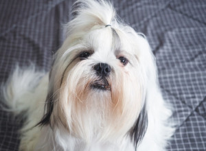 PAS je uporno odbijao hranu, a onda je vlasnik izgovorio MAGIČNU REČ koja je promenila sve - niko ne veruje šta gleda! (VIDEO)