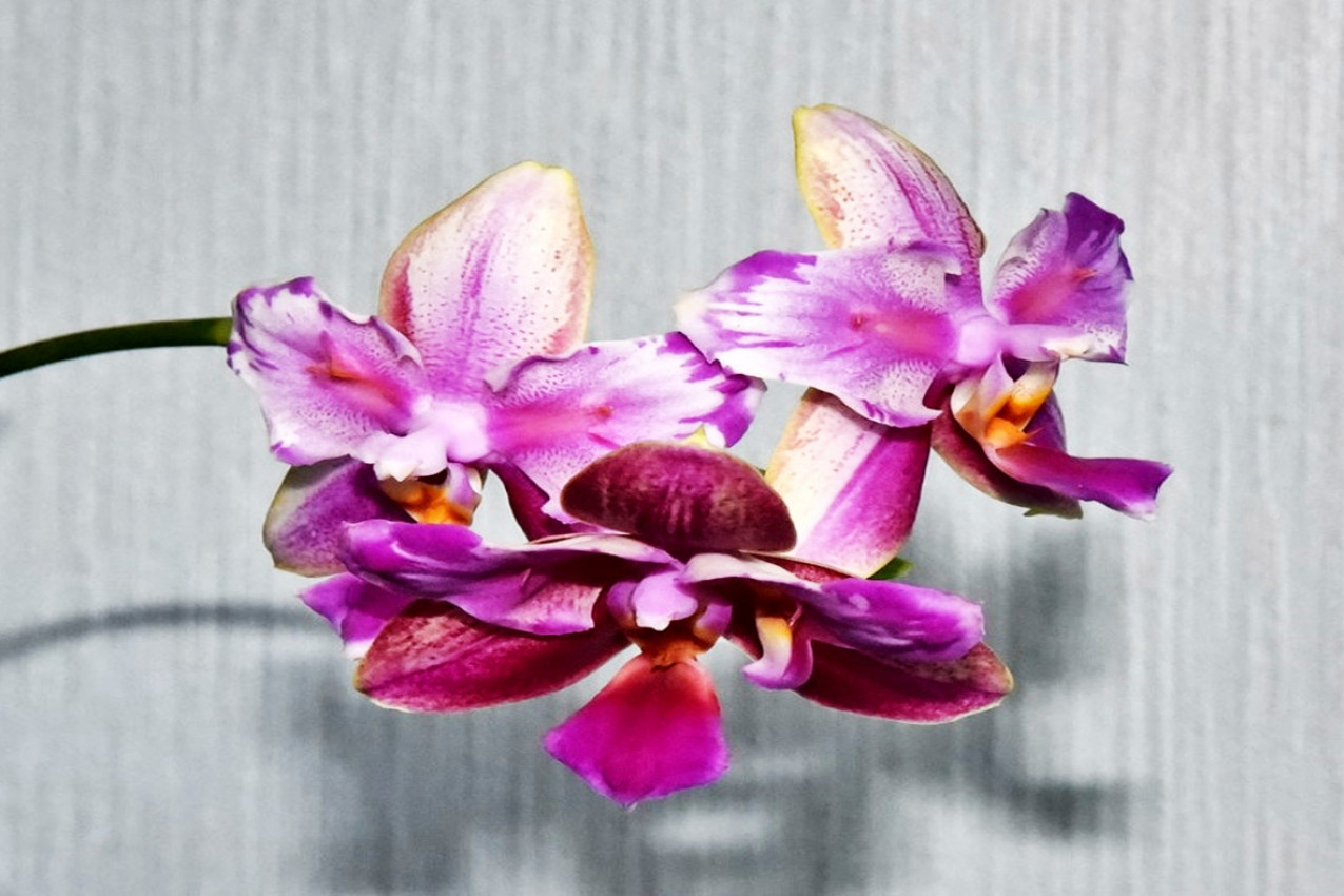 Orhideje vam venu, a vi očajavate: Evo šta da uradite da budu zdrave i da dugo cvetaju