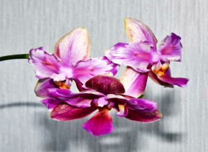 Orhideje vam venu, a vi očajavate: Evo šta da uradite da budu zdrave i da dugo cvetaju
