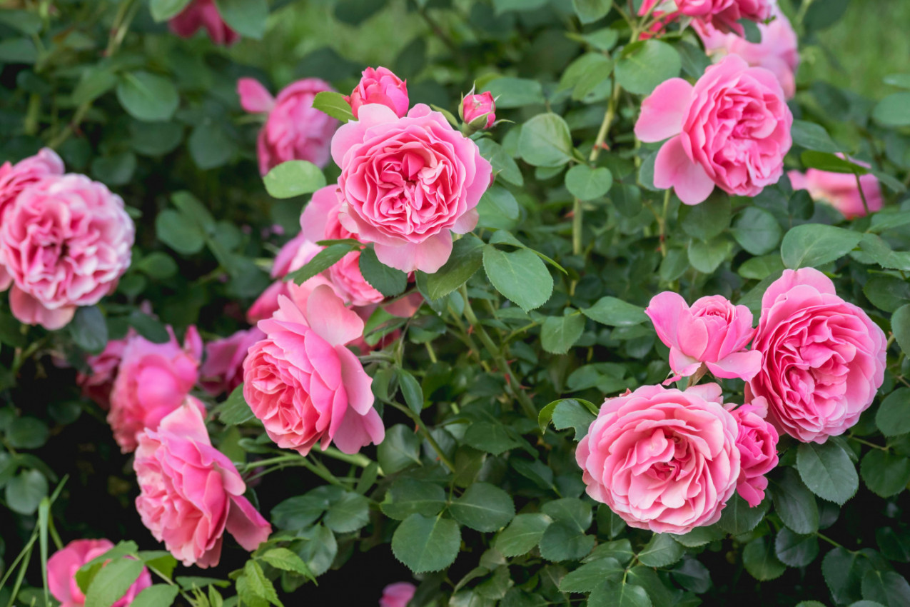 Uradite ovo u februaru i RUŽE će leti CVETATI kao lude: Potrebno je bukvalno 10 sekundi