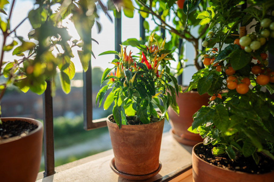 Mini-bašta na terasi: 7 vrsta POVRĆA koje uspevaju u SAKSIJI  - uživaćete u SVEŽIM plodovima tokom cele SEZONE