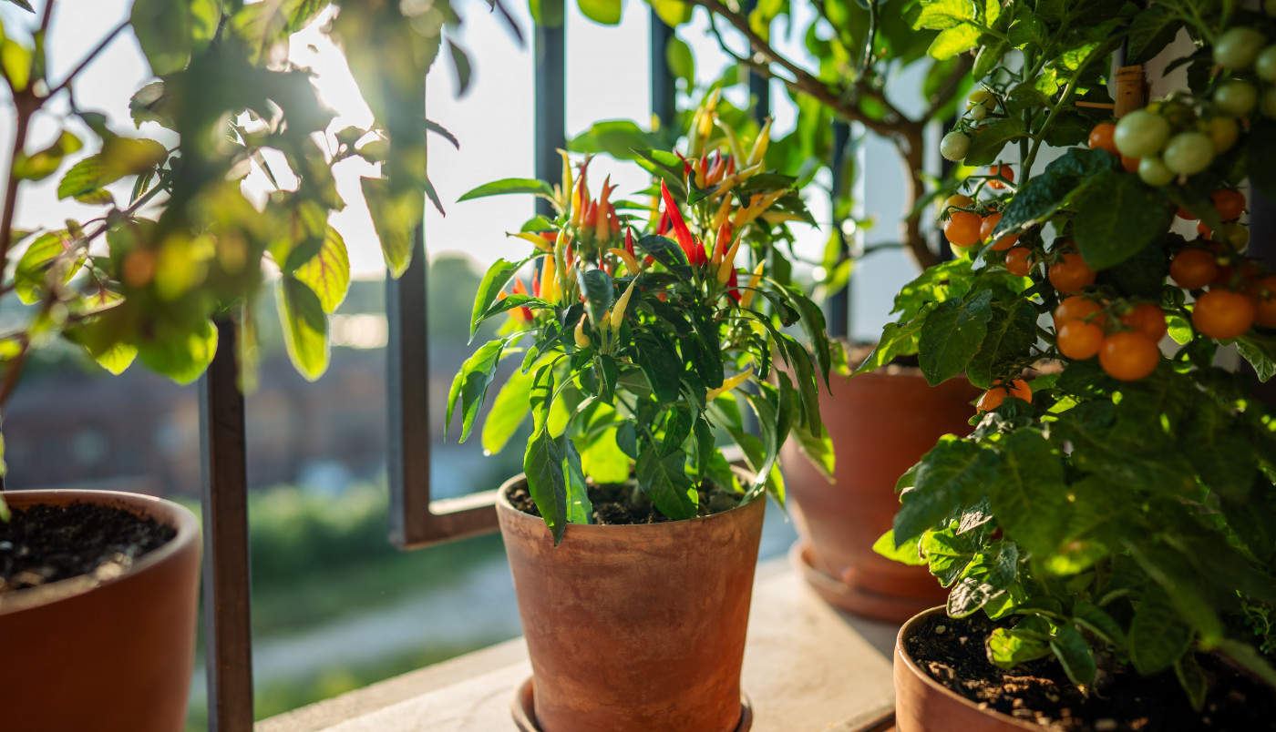 Mini-bašta na terasi: 7 vrsta POVRĆA koje uspevaju u SAKSIJI  - uživaćete u SVEŽIM plodovima tokom cele SEZONE